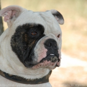 Fond d'cran avec photo de Bulldog americain