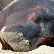 Fond d'cran avec photo de Hippopotame