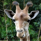 Fond d'cran avec photo de Girafe