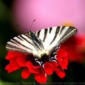 Fond d'cran avec photo de Papillon - flamb