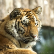 Fond d'cran avec photo de Tigre
