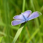 Photo de Papillon - l'azuré du genêt