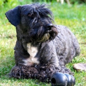 Fond d'cran avec photo de Terrier tcheque