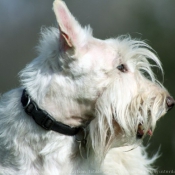 Photo de Scottish terrier