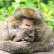 Fond d'cran avec photo de Singe - macaque