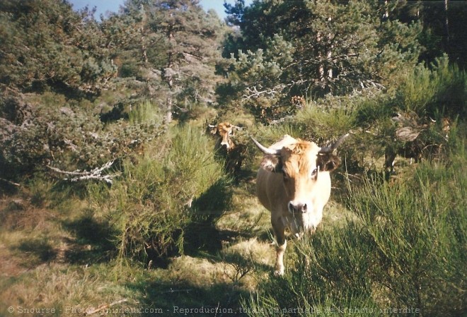 Photo de Vache - aubrac