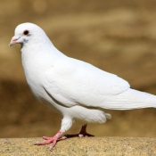 Fond d'cran avec photo de Pigeon