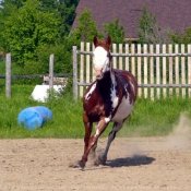 Fond d'cran avec photo de Paint horse