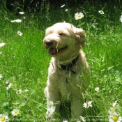 Photo de Terrier irlandais  poils doux