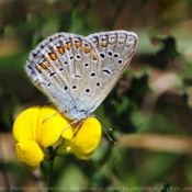 Fond d'cran avec photo de Papillon - le bel argus