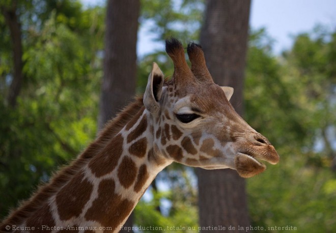Photo de Girafe
