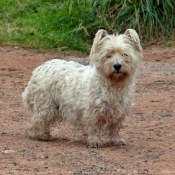 Fond d'cran avec photo de Scottish terrier