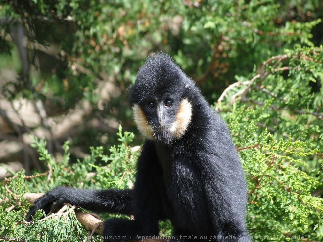 Photo de Singe - gibbon