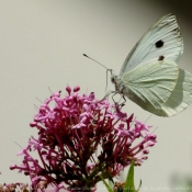 Photo de Papillon - piride