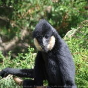Photo de Singe - gibbon