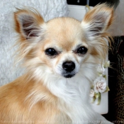 Fond d'cran avec photo de Chihuahua  poil court