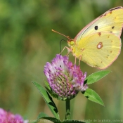 Fond d'cran avec photo de Papillon - le souci