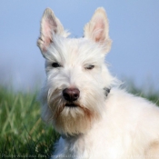 Fond d'cran avec photo de Scottish terrier
