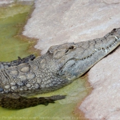 Photo d'Alligator