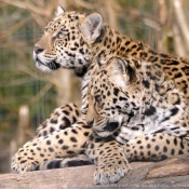 Fond d'cran avec photo de Jaguar