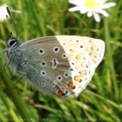 Fond d'cran avec photo de Papillon - cuivr commun