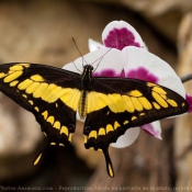 Fond d'cran avec photo de Papillon