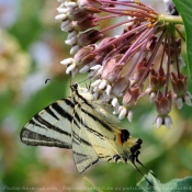 Fond d'cran avec photo de Papillon - flamb