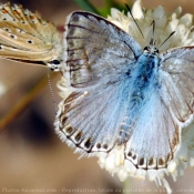 Photo de Papillon - cuivré commun