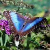 Fond d'cran avec photo de Papillon - morpho bleu