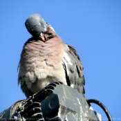Photo de Pigeon - ramier