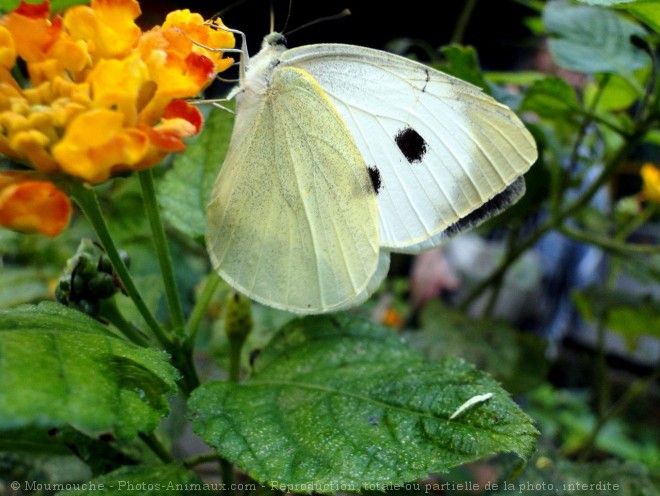 Photo de Papillon - piride