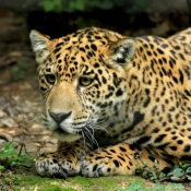 Fond d'cran avec photo de Jaguar