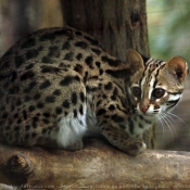 Photo de Chat lopard du bengale
