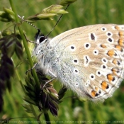 Fond d'cran avec photo de Papillon - cuivr commun