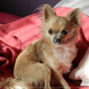 Photo de Chihuahua à poil long