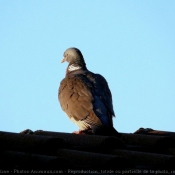 Photo de Pigeon - ramier