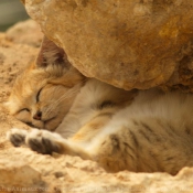 Fond d'cran avec photo de Chat des sables