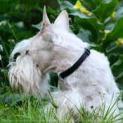 Photo de Scottish terrier