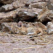Fond d'cran avec photo de Chat des sables