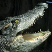 Fond d'écran avec photo d'Alligator