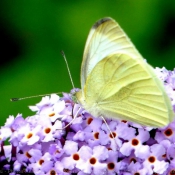 Fond d'cran avec photo de Papillon - piride