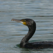 Photo de Grand cormoran