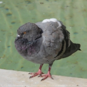 Fond d'cran avec photo de Pigeon