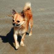 Fond d'cran avec photo de Chihuahua  poil long