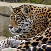 Photo de Jaguar