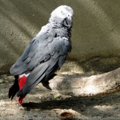 Fond d'cran avec photo de Perroquet - gris du gabon