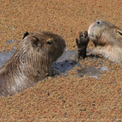 Fond d'cran avec photo de Cabiai ou capybara