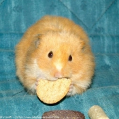 Fond d'cran avec photo de Hamster