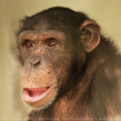 Fond d'cran avec photo de Singe - chimpanz