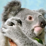 Fond d'écran avec photo de Koala